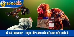 Đá Gà Thomo C2 - Trực Tiếp Sảnh Đấu Kê Kinh Điển Châu Á